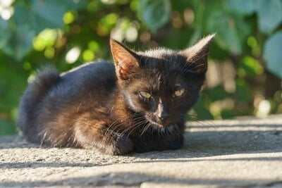 why does my black cat look brown in the sun?