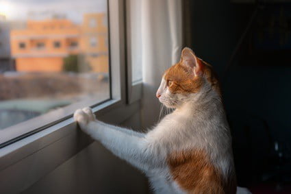 why does my cat paw at windows?