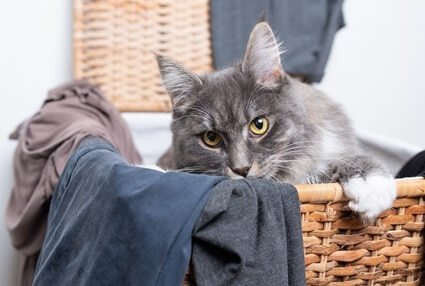 why does my cat sleep in my laundry basket?