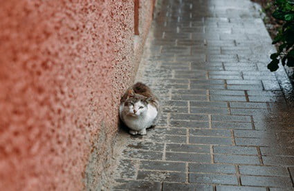 why is my cat sitting out in the rain?