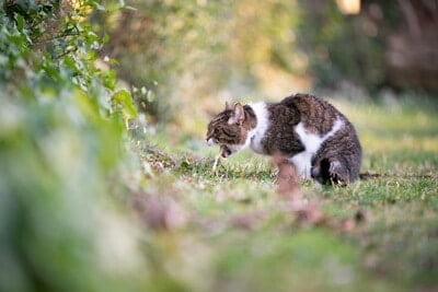 cat throwing up undigested food hours after eating