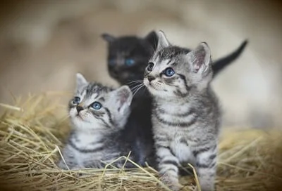 will a cat mate with its offspring?