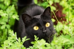 Bombay cat