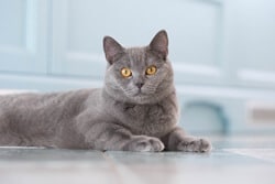 British Shorthair cat