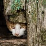 Can a feral cat become a house pet?