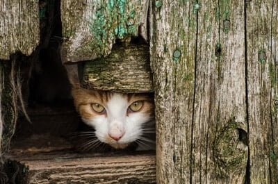 Can a feral cat become a house pet?