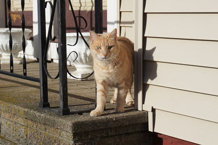 Can cats go back and forth between houses?