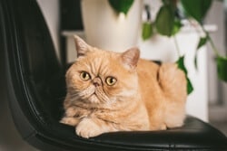 Exotic Shorthair Cat