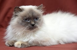 Himalayan cat