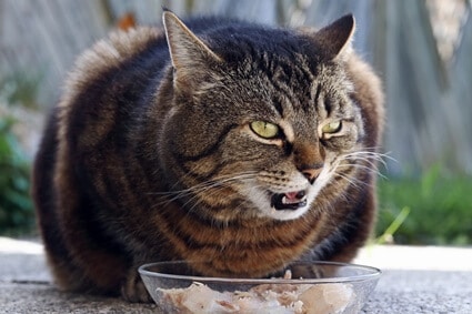 How much protein should a senior cat have daily?