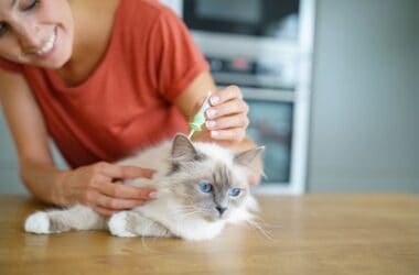 Natural Flea Treatments for Cats