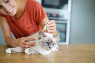 Natural Flea Treatments for Cats