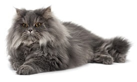 Persian cats