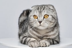 Scottish Fold cats