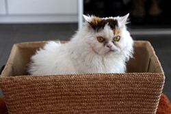 Selkirk Rex cat