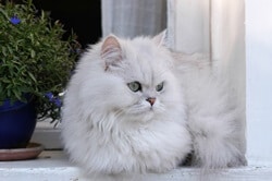 Silver Persian