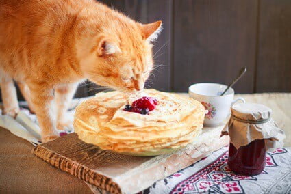 Why is it difficult for cats to digest carbohydrates?