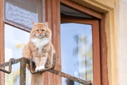 Will cats jump off balconies?