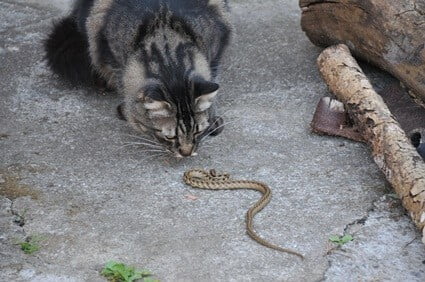 animals that prey on cats
