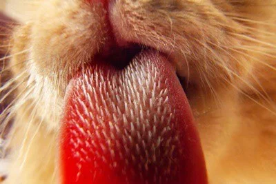 are-cats-tongues-antibacterial?