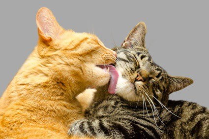 are cats tongues clean?