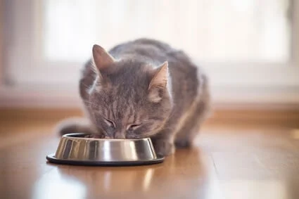 can I feed my senior cat kitten food?