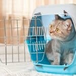 can cats be kept in cages at night?