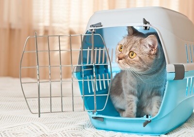 can cats be kept in cages at night?