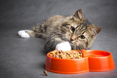 can cats digest carbohydrates?