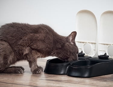 can cats metabolize sugar?