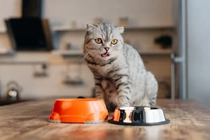 can kitten food harm older cats?