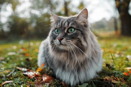 cat breeds with long whiskers