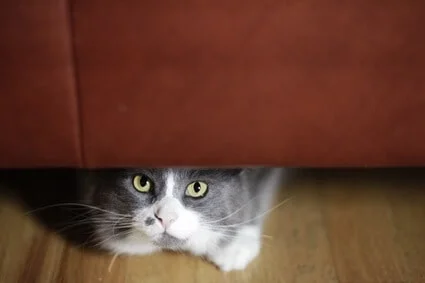 cat is hiding and acting weird
