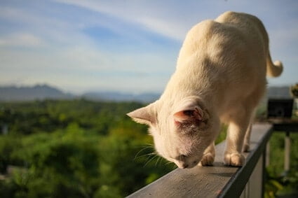 cat proof my apartment balcony
