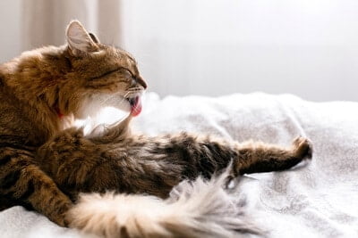 Fur pulling in cats