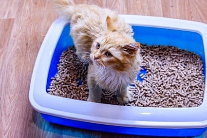 cat scratches floor after litter box