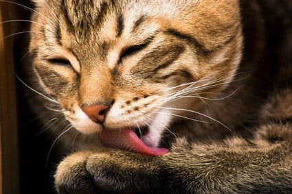 cat shedding fur in clumps