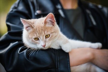 cat suddenly doesn't want to be picked up