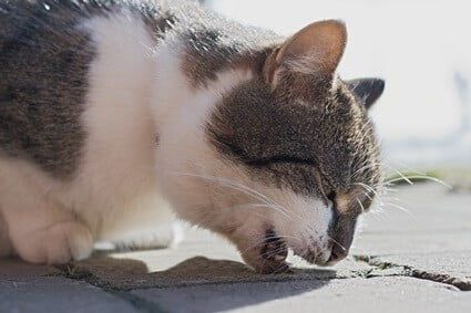 cat trying to cough up hairball but can't