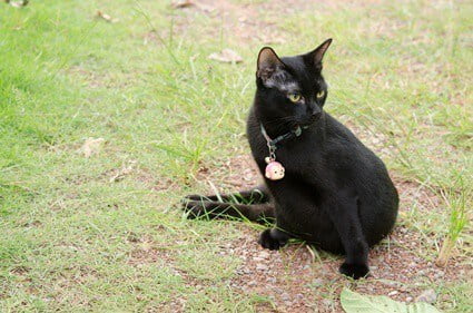 cat walking with tail down