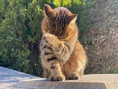 do cats get embarrassed when you laugh at them?