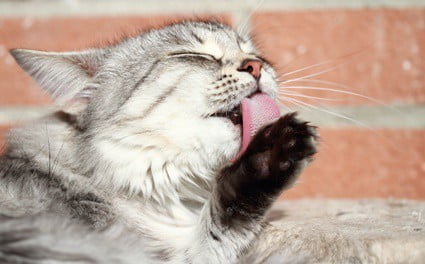 do cats tongues heal wounds?