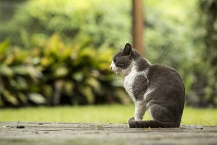 do cats wander off to die?