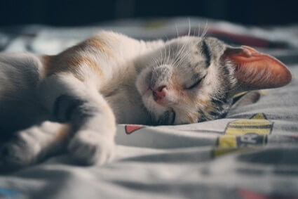 do colleges allow cats?