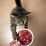 easiest proteins for cats to digest