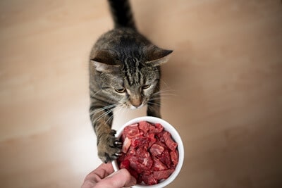 What's The Most Easily Digestible Protein for Cats?