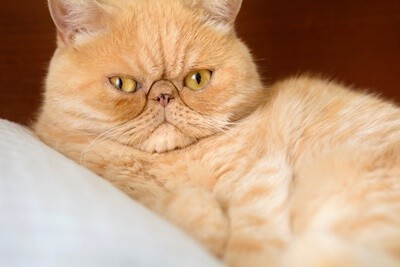 flat faced cat breeds