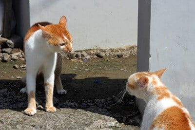 how do cats assert dominance?