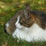 how long do obese cats live?