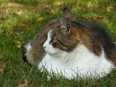 how long do obese cats live?